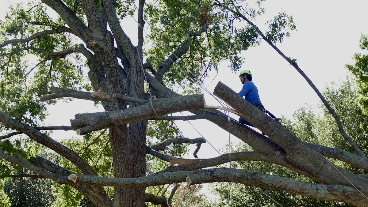 Professional Crown Thinning performed by certified arborists in Haswell